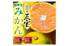 ＜愛媛名産＞極早生みかん 20kg＜H64-21＞【1510672】