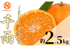 JAにしうわの季節の柑橘(日の丸共選 「千兩」 約2.5kg)＜C08-77＞【1510452】