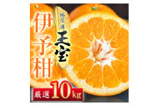 ＜愛媛名産＞玉宝伊予柑　10kg＜F64-60＞【1510839】