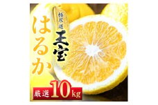 ＜愛媛名産＞玉宝はるか　10kg＜F64-57＞【1511219】