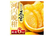 ＜愛媛名産＞玉宝河内晩柑　6kg＜C64-53＞_ みかん ミカン 柑橘 河内晩柑 晩柑 フルーツ くだもの 果物 ふるーつ 青果 果実 甘い ジューシー 産直 産地直送 旬 柑橘類 人気 愛媛 果汁 八幡浜市 和製グレープフルーツ 【1511221】