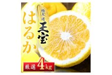 ＜愛媛名産＞玉宝はるか　4kg＜C64-55＞【1511256】