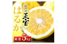 ＜愛媛名産＞玉宝はるか　5kg＜C64-56＞【1511372】