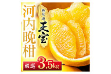 ＜愛媛名産＞玉宝河内晩柑　3.5kg＜C64-52＞【1511374】