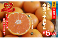 2025年11月発送開始　小粒・濃厚な味わい!!「八幡浜小玉っ子みかん」約5kg＜C39-59＞【1512462】