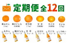 ＜発送月固定定期便＞コウ果樹園の旬の柑橘定期便(11月-10月)＜H33-41＞全12回_ 定期便 みかん みかんジュース ミカン まどんな せとか 愛媛県 フルーツ 果物 くだもの 柑橘 かんきつ 人気 産地直送 産直 ジューシー 甘い 果汁 糖度 食べ比べ 【4052190】
