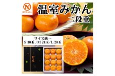 JAにしうわ季節の柑橘 温室みかん:二段重 S30玉・M24玉・L20玉 サイズ統一＜F08-51＞【1514826】