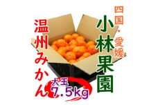 小林果園の温州みかん 約7.5kg　大玉サイズ＜C24-33＞【1519492】