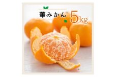 (熨斗付き)コウ果樹園の華みかん5kg＜A33-46＞【1525643】