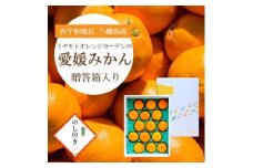 ＜2025年11月より順次発送＞八幡浜産 愛媛みかん＜贈答用＞15個入り のし付き＜C25-167＞【1536565】