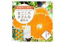 ＜2025年11月より順次発送＞まどんな (愛媛果試28号) 贈答箱入り のし付き＜D25-170＞【1536523】