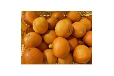 ＜紅まどんなと同品種＞＜訳あり＞代々橙まどんな3.5kg＜C83-3＞【1539776】