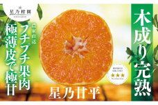 ＜訳あり＞星乃みかん園の甘平(3kg)＜C45-88＞【1535971】