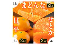 ＜発送月固定定期便＞「こたつの上の冬物語」高級3品種　まどんな+甘平+せとか＜H49-73＞全3回_ みかん せとか まどんな 甘平 定期便 蜜柑 ミカン 愛媛 柑橘 かんきつ 果物 くだもの フルーツ 青果 デザート 産直 産地直送 愛媛県 国産 送料無料 【4056124】