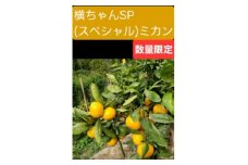 ＜ご家庭用＞横ちゃんSP(スペシャル)みかん 約10kg＜C84-2＞【1552430】