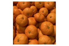 厳選品!! 横ちゃんちの早生みかん 約5kg＜C84-5＞【1552435】