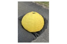 愛媛県八幡浜市産 はるか5kg(梱包込)＜C85-4＞【1567152】