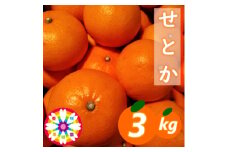 愛咲果樹園「せとか」約3kg＜D71-23＞【1598823】