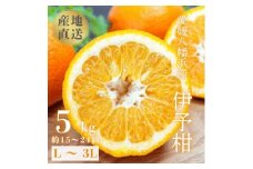 ＜爽やか香りと柔らかジューシーな果肉＞愛媛八幡浜産 宮内伊予柑 5kg＜C20-55＞【1595885】