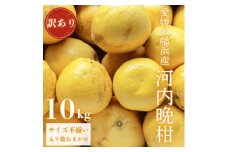 《果汁たっぷりジューシー》産地直送 愛媛八幡浜産 訳あり 河内晩柑10kg＜D20-72＞【1621456】