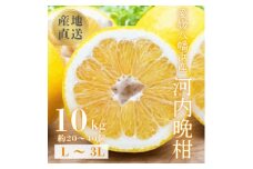《果汁たっぷりジューシー》産地直送 愛媛八幡浜産 河内晩柑10kg＜G20-80＞【1621505】