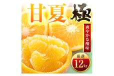 ＜太陽をたっぷり浴びた＞甘夏＜極＞12kg＜F49-86＞【1621798】