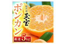 ＜愛媛名産＞玉宝ポンカン　5kg＜C64-64＞【1621806】