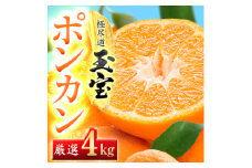 ＜愛媛名産＞玉宝ポンカン　4kg＜C64-65＞【1621807】