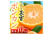 ＜愛媛名産＞玉宝ポンカン　10kg＜F64-66＞【1621808】