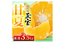 ＜愛媛名産＞玉宝甘夏　3.5kg＜C64-73＞【1621818】