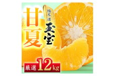 ＜愛媛名産＞玉宝甘夏　12kg＜F64-75＞【1621820】
