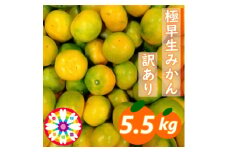 「 極早生 みかん 」訳あり約5.5kg《 愛咲果樹園 》＜A71-24＞【1616825】