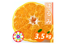 愛咲果樹園「はるみ」約3.5kg＜C71-29＞【1619092】