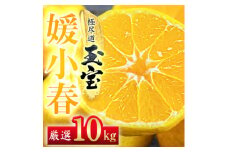 ＜愛媛名産＞玉宝媛小春(ひめこはる)　10kg＜H64-88＞【1623971】