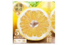 《果汁たっぷりジューシー》産地直送 愛媛八幡浜産 河内晩柑5kg＜D20-89＞【1625428】