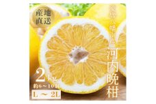《果汁たっぷりジューシー》産地直送 愛媛八幡浜産 河内晩柑2kg＜C20-90＞【1625429】
