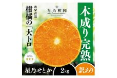 ＜訳あり＞星乃せとか 柑橘の大トロ(2kg)＜C45-92＞【1625775】