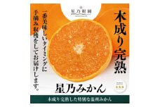 ＜三つ星ブランド＞星乃みかん(3kg)＜A45-96＞【1625777】