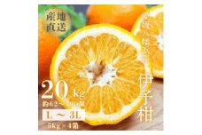 ＜爽やか香りと柔らかジューシーな果肉＞愛媛八幡浜産 宮内伊予柑 20kg＜H20-95＞【1625452】