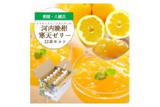 ゲル化剤・pH調整剤不使用!愛媛産 河内晩柑寒天ゼリー 12本セット＜D25-223＞【1628741】