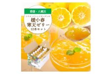 ゲル化剤・pH調整剤不使用!愛媛産 媛小春寒天ゼリー 12本セット＜D25-227＞【1629427】