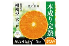 ＜訳あり＞星乃せとか 柑橘の大トロ(5kg)＜C45-97＞【1650682】
