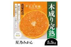 ＜三つ星ブランド＞星乃みかん(5.5kg)＜C45-99＞【1652556】