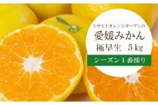 ＜2025年10月より順次発送＞シーズン1番採り!八幡浜産 極早生みかん 5kg＜C25-35＞_ みかん ミカン 柑橘 フルーツ ふるーつ 果物 くだもの 青果 極早生 甘酸っぱい 愛媛 希少 産直 産地直送 【1044407】