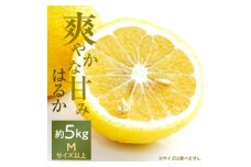 口いっぱいに広がる爽やかな甘み!「はるか」約5kg入＜C28-20＞【1046133】
