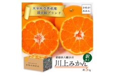 ＜天皇杯受賞産地＞ 愛媛県八幡浜市川上町産 温州みかん 約5kg＜訳あり＞＜C25-247＞【1654045】