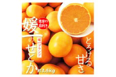 愛媛の高級柑橘の代名詞!「せとか」約3.5kg入＜D28-18＞_ みかん ミカン 柑橘 せとか フルーツ くだもの 果物 ふるーつ 青果 果実 人気 甘い ジューシー 産直 産地直送 旬 柑橘類 人気 愛媛 果汁 八幡浜市【1046129】