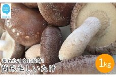 厳選！！新居浜産菌床生しいたけ １kg