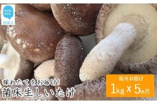 ☆採れたて新鮮定期便(１kg×５ヵ月)☆ 厳選！！新居浜産菌床生しいたけ １kgを毎月お届け！！(合計５回)
