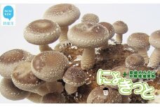 食べられる！学べる！しいたけ栽培+環境ホルモン分解模擬実験キット